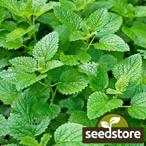 Lemon Mint Seeds | Lemon Bee Balm | Heirloom / Non-GMO | Free Shipping | 1131