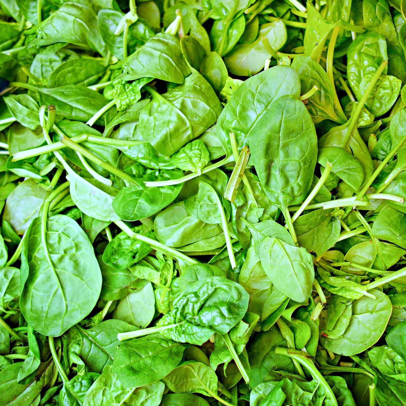 Italian Leaf Basil Seeds | Non-GMO | Heirloom | Fresh Garden Seeds