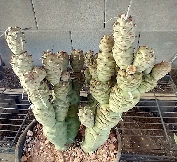 Tephrocactus articulatus v. strobiliformis Knob Cone Few Paper Spines Cactus 4x