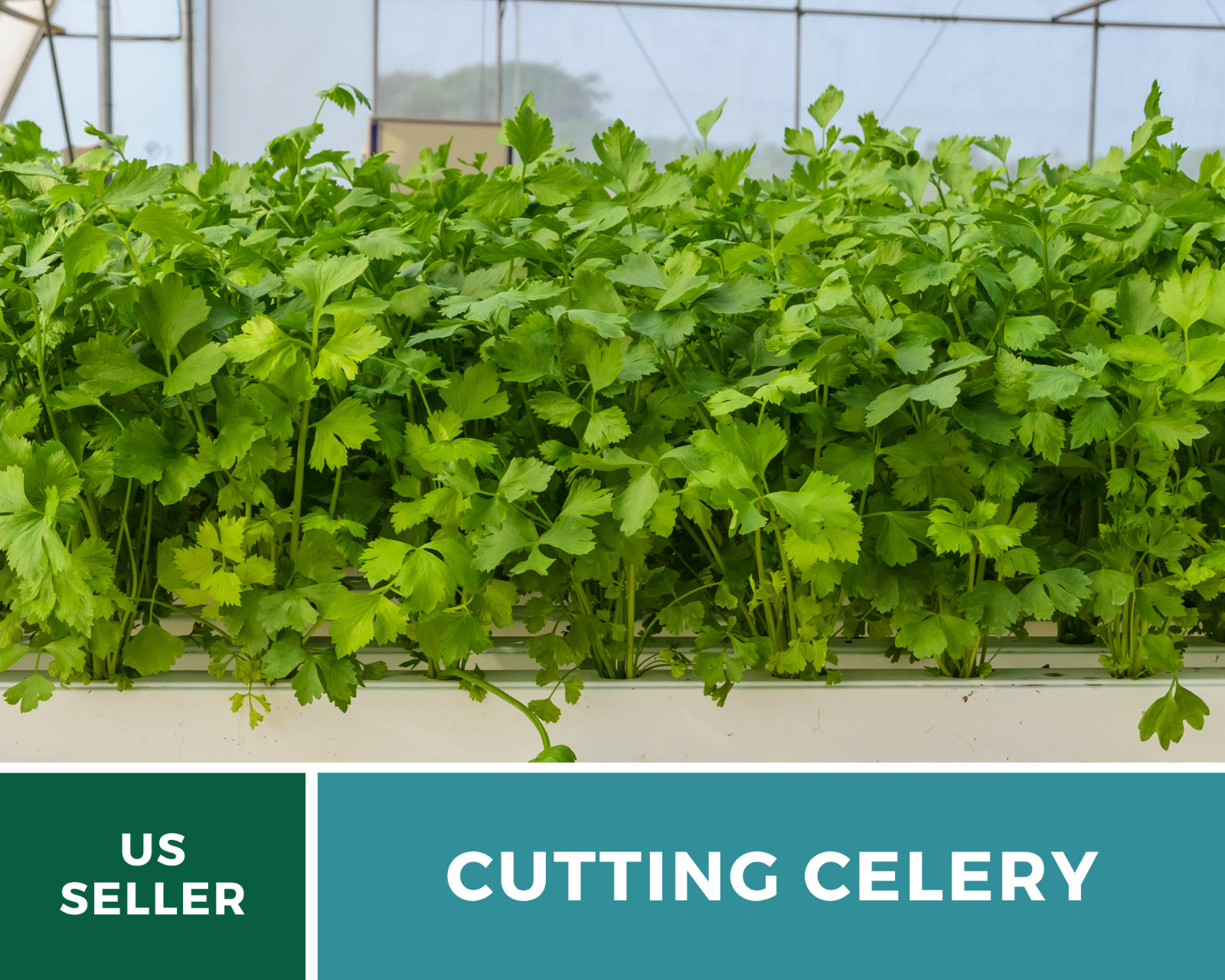 Celery, Cutting – Leaf Celery – 200 Seeds – Amazingly Versatile Culinary Herb