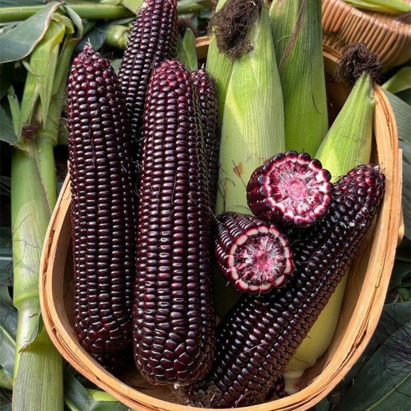 2.000+ Purple Waxy Corn Seedss (Zea mays ceratina) For Planting