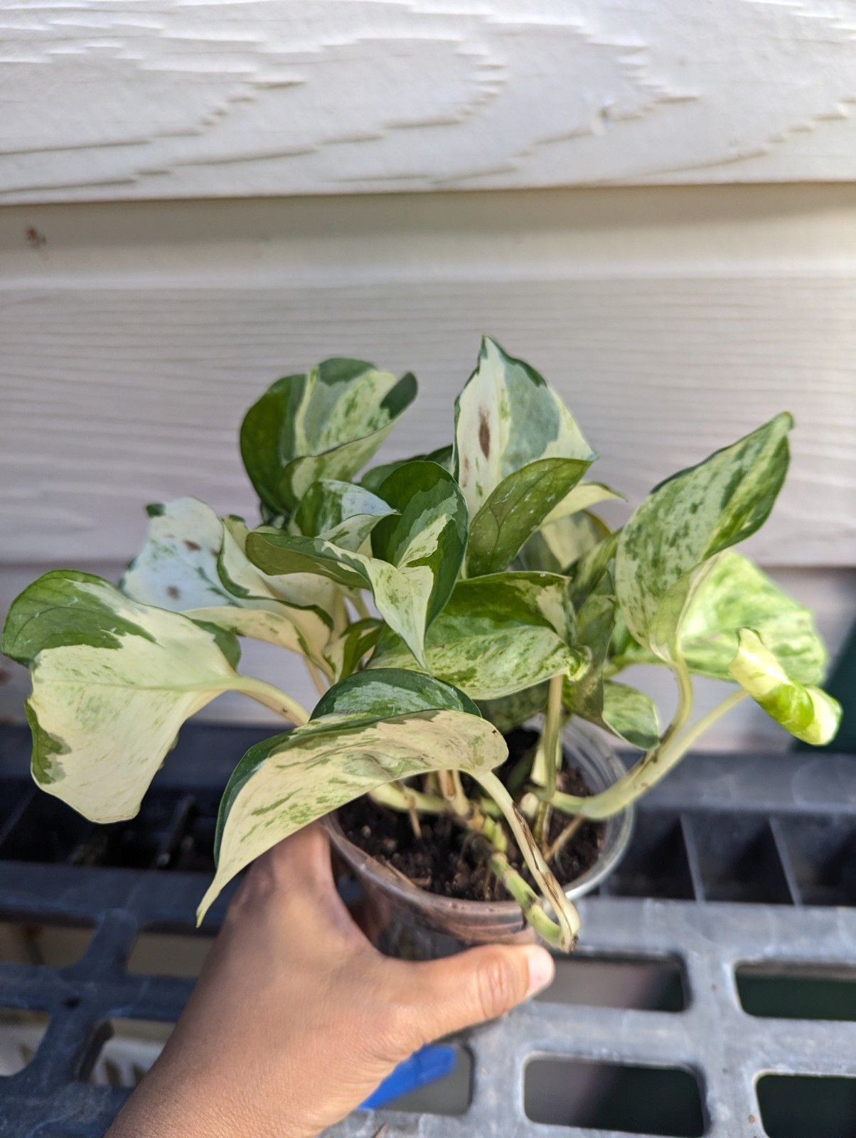 Manjula Pothos Plant