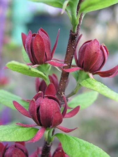 SWEET SHRUB