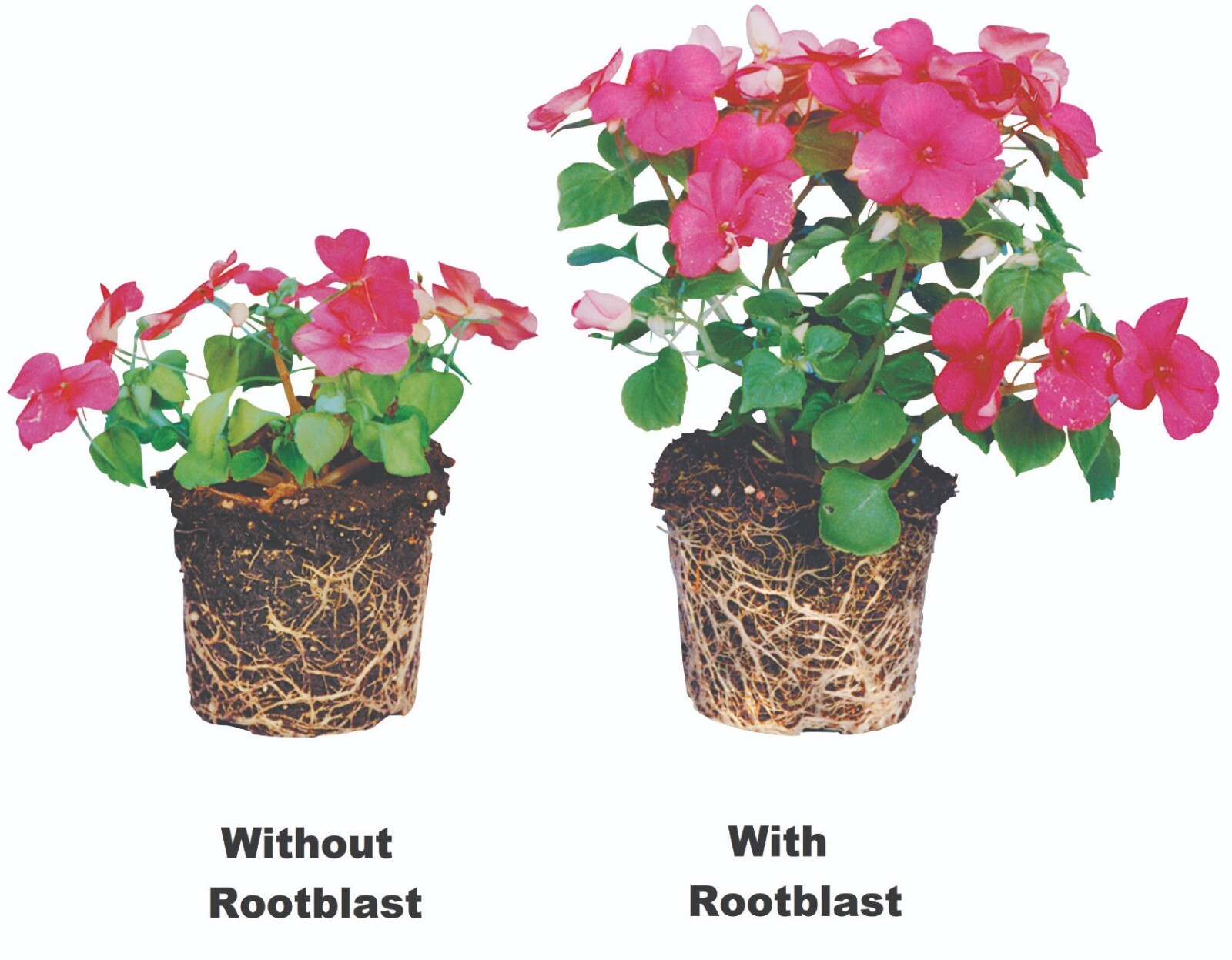 Rootblast – Plant Growth Formula