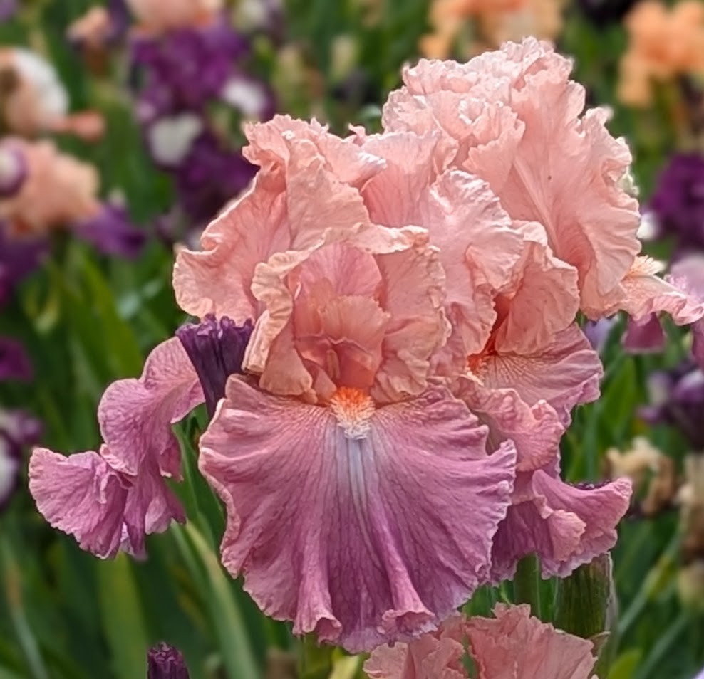 Private Listing TB Bearded Iris Rhizome PRE-SALE to Ship Aug/Sept