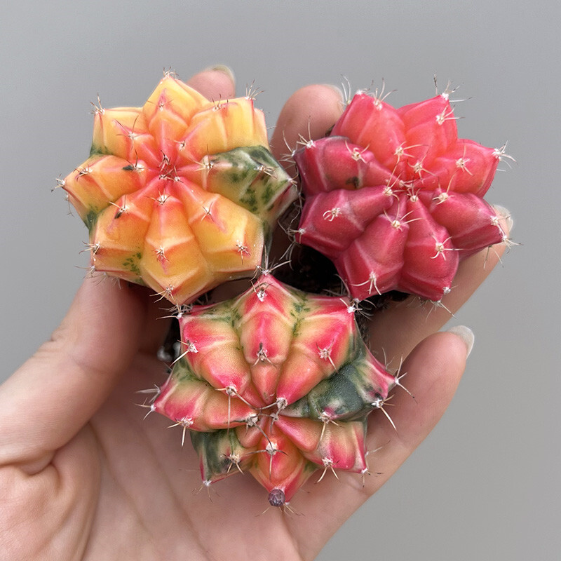 3-4cm 3pcs Succulent Cactus Plant Gymnocalycium Mihanovichii Variegata Plant