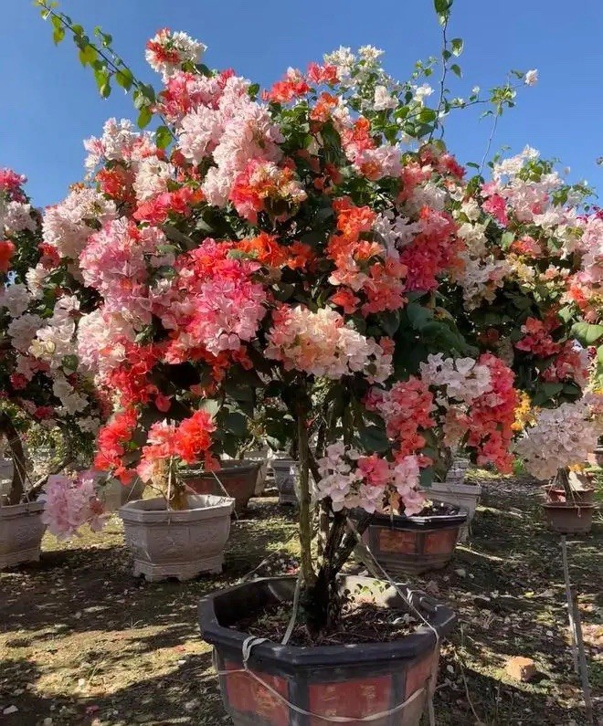 Multi Colors Orange Lipstick 橙口红三角梅Maharani Bougainvillea Bonsai Medium Size