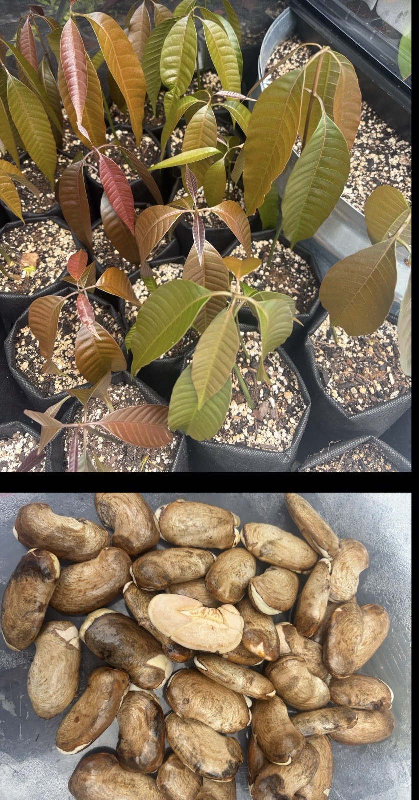 2 Yrs To Fruit Mango Tree Clone Polyembryonic 4 Seeds NO GRAFTED NEEDED