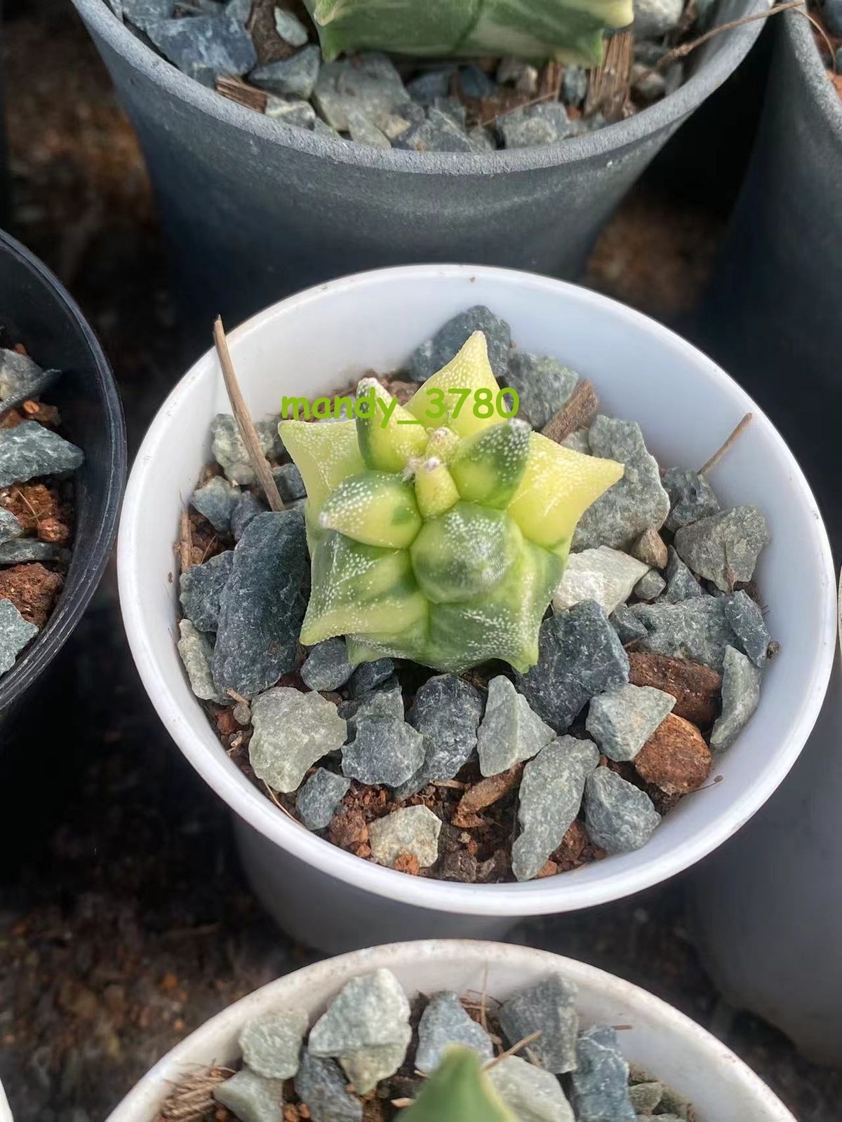 3CM Astrophytum myriostygma ‘Kikko’ variegated SeedGrown random