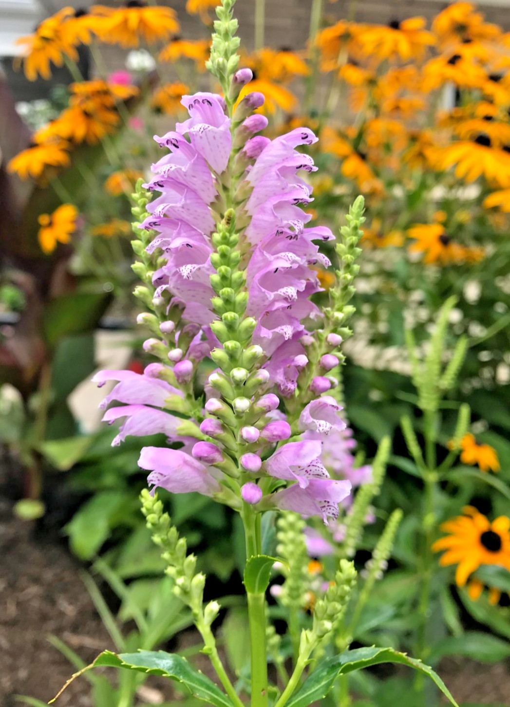 10 Live Plants Obedient Plant, Physostegia Virginiana PERENNIAL Bare Roots