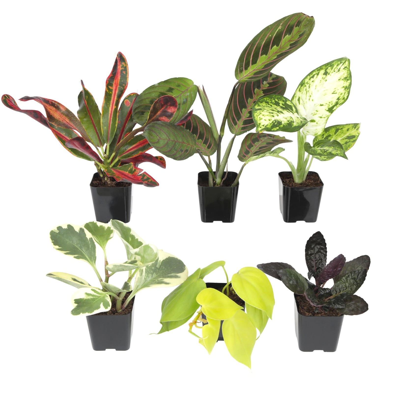 6 Pack Assorted Air Purifying Indoor Plants – Easy Care Houseplants in Pots
