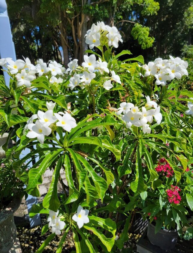 5 Fresh Unrooted Cuttings Bridal Bouquet Plumeria Pudica Plant- Frangipani 6-8”