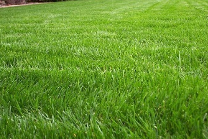 Annual Rye Grass Lawn Seed Cool Season Pasture Forage Cover Crop Erosion