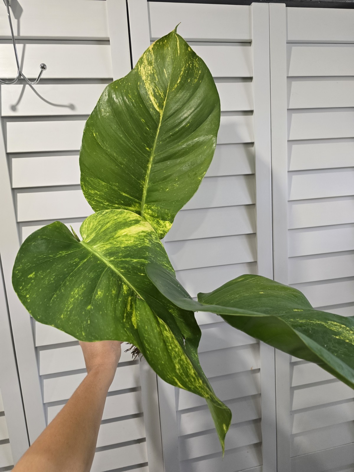 Hawaiian Queen Golden Potho Climbing Extra Large Top Cutting With Leaves