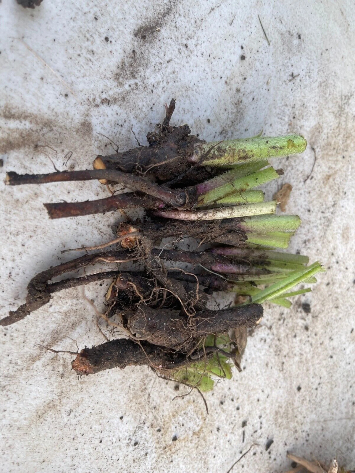 8-9 Comfrey roots