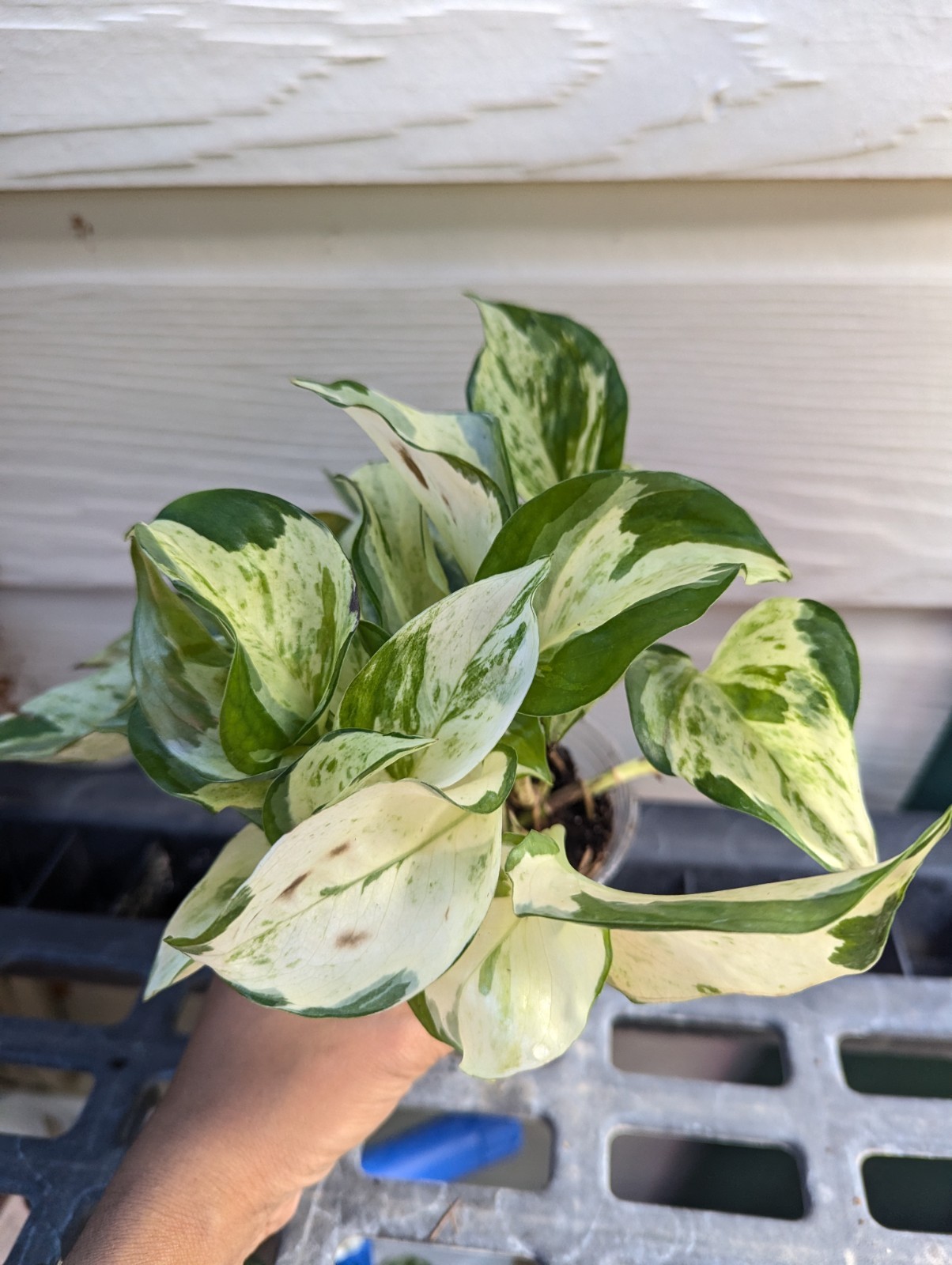 Manjula Pothos Plant