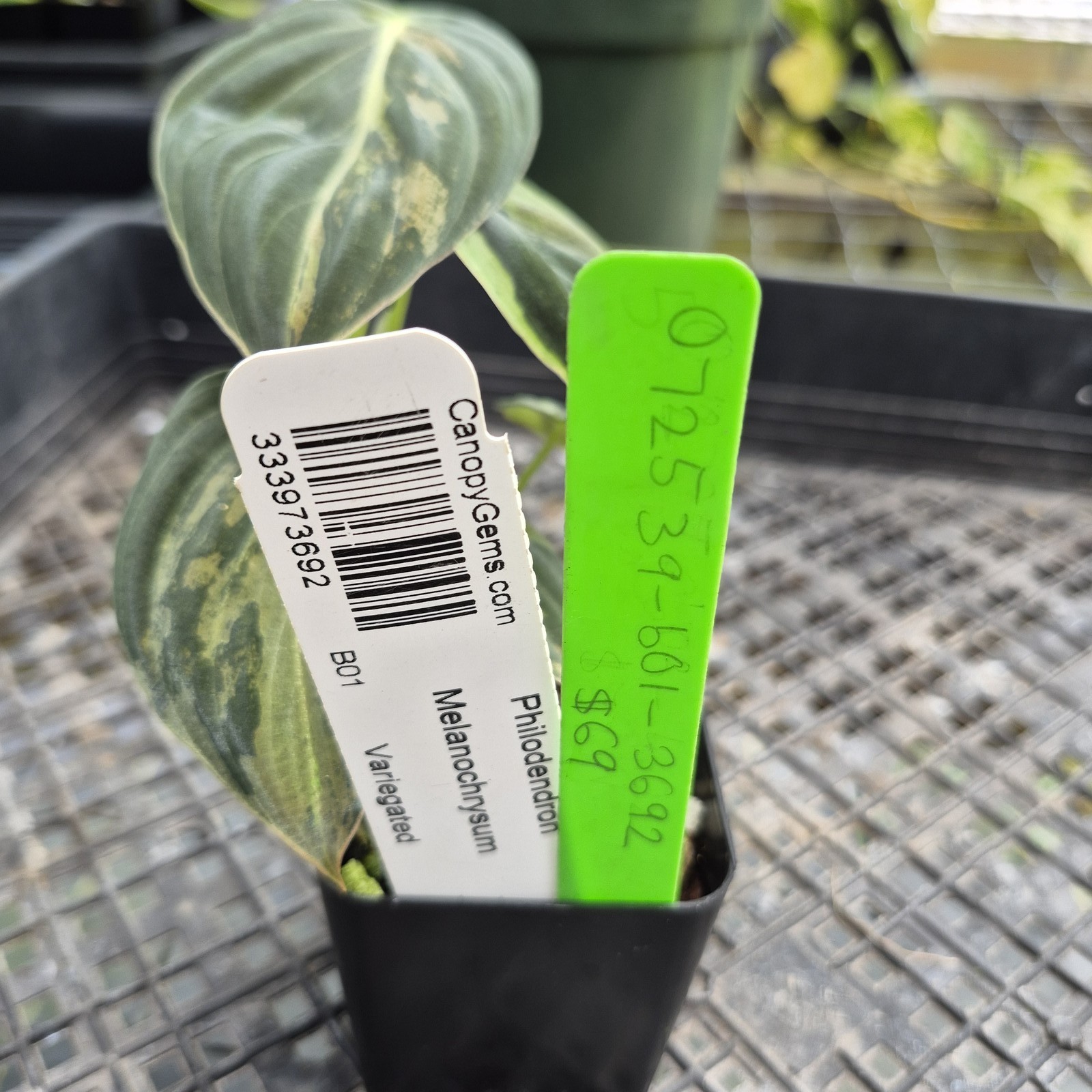 Philodendron Melanochrysum, Exact Plant Variegated Ships Nationwide