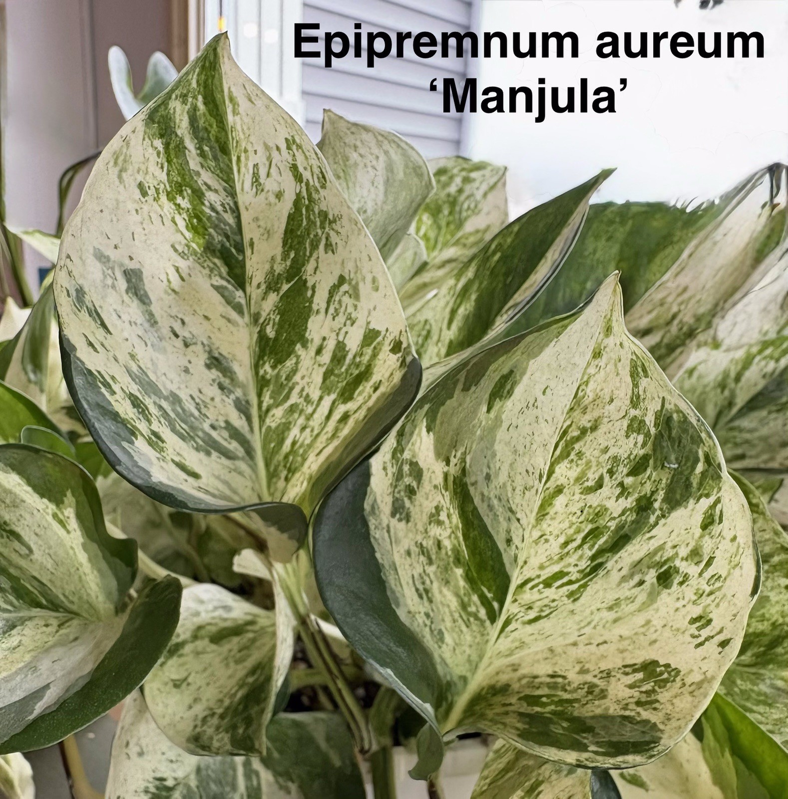 Rare Aroid Node Cuttings! Monstera 🌿 Epipremnum 🍃 Pothos – You Get 8 Types!