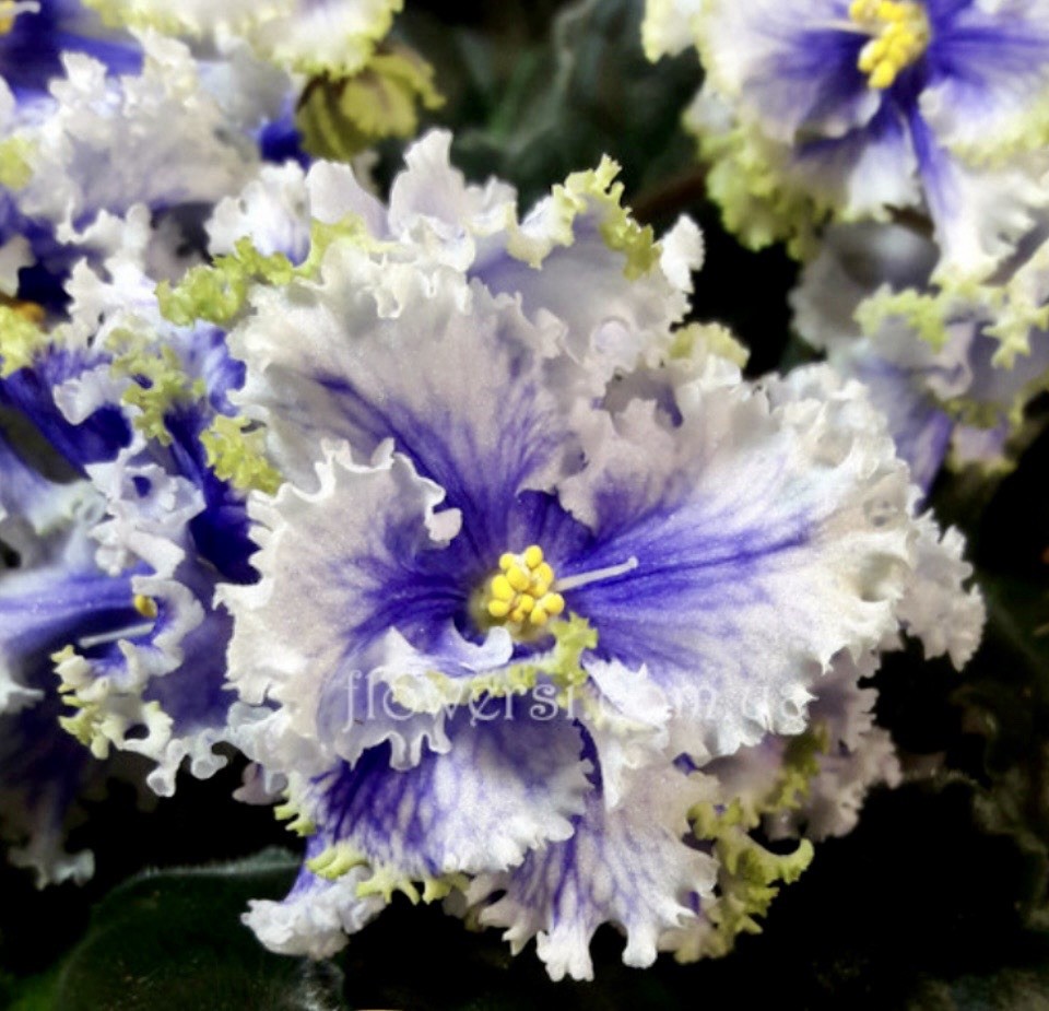 African Violet Plant RM Illyria Starter