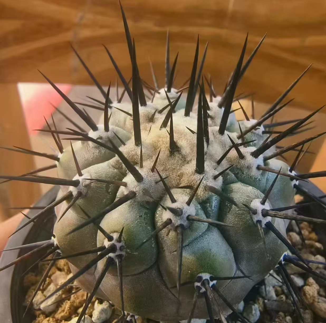 1pcs Copiapoa cinerea Self Rooted WYSIWYG Boutique 6.2cm龙