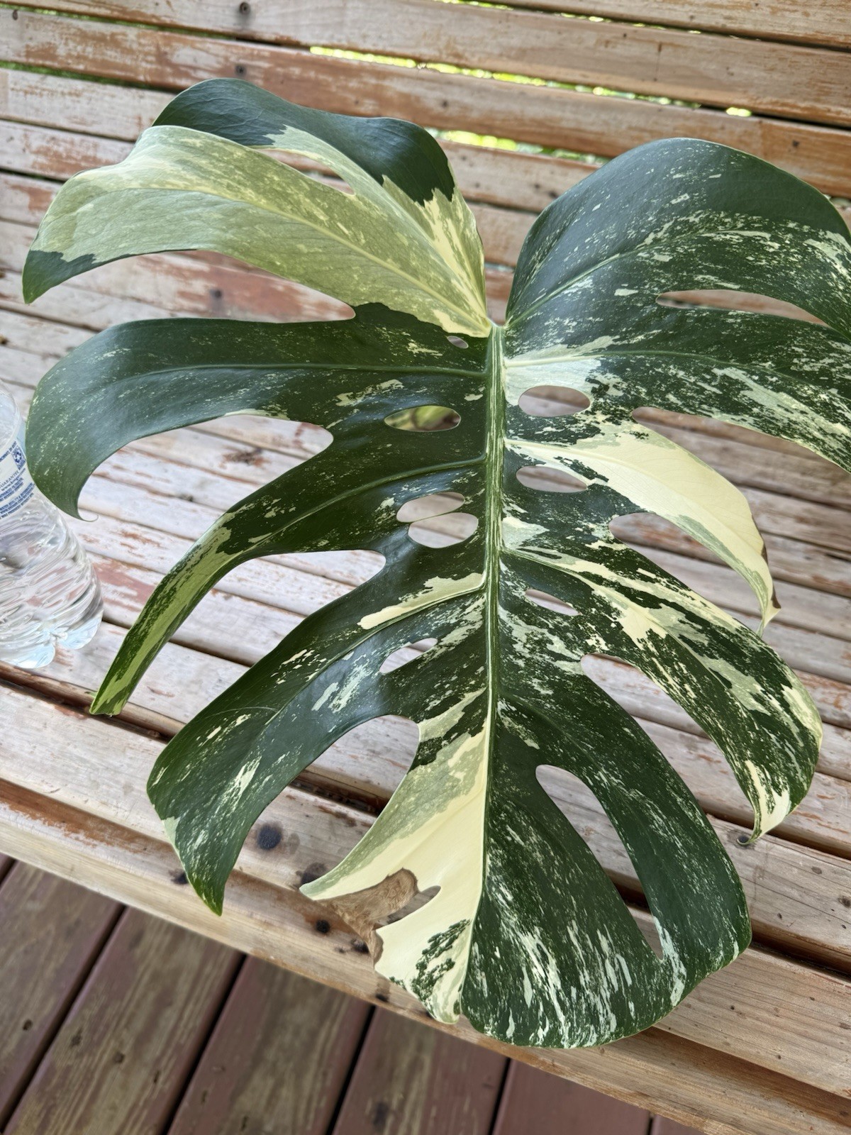 Monstera Albo Borsigiana HIGH Variegated Cutting – Large Leaf- Plant B