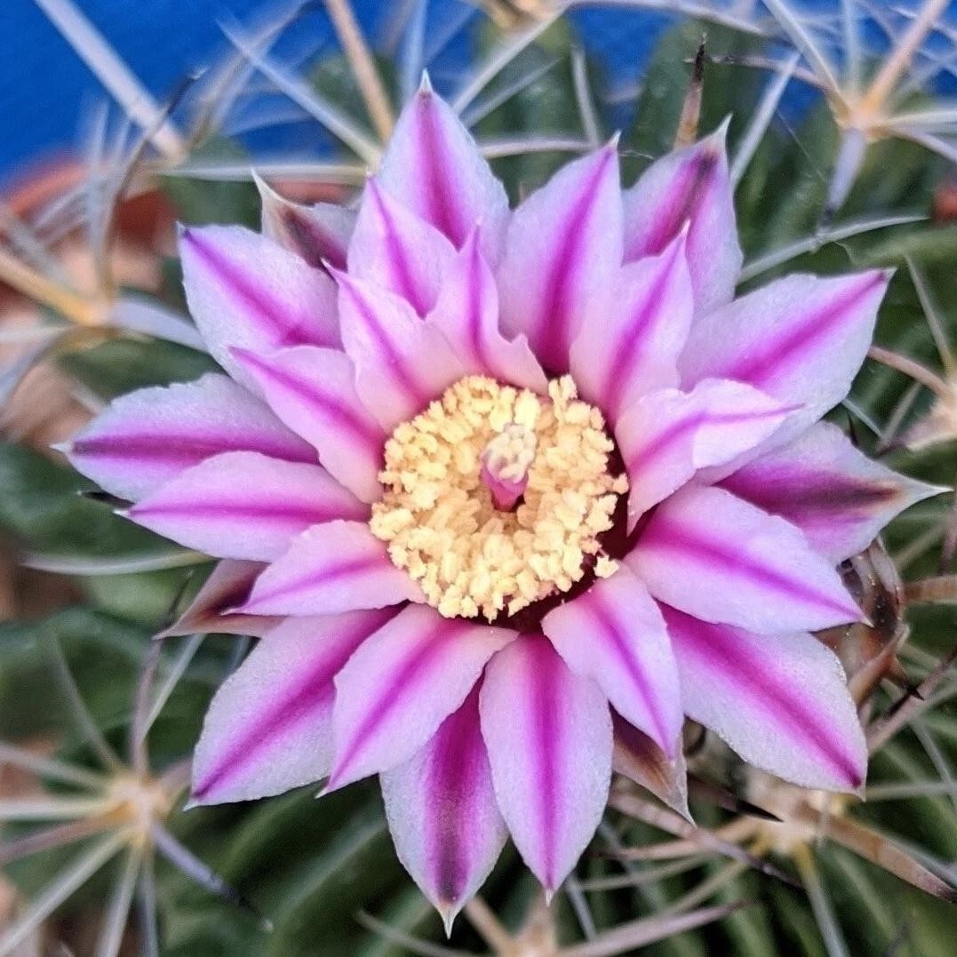 Stenocactus Multicostatus Brain Cactus Live Plant With Flower Pot