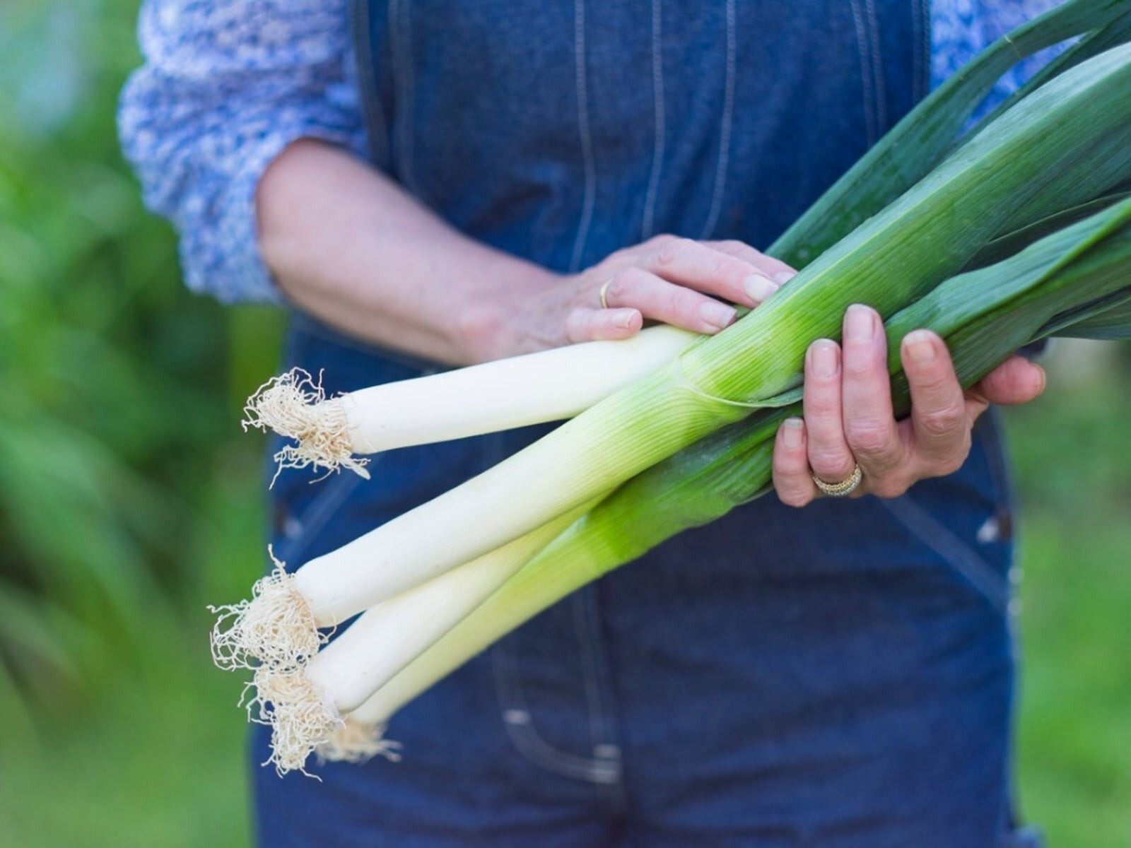 250 LARGE AMERICAN FLAG LEEK SEEDS – HEIRLOOM – ORGANIC – NON GMO —— FRESH