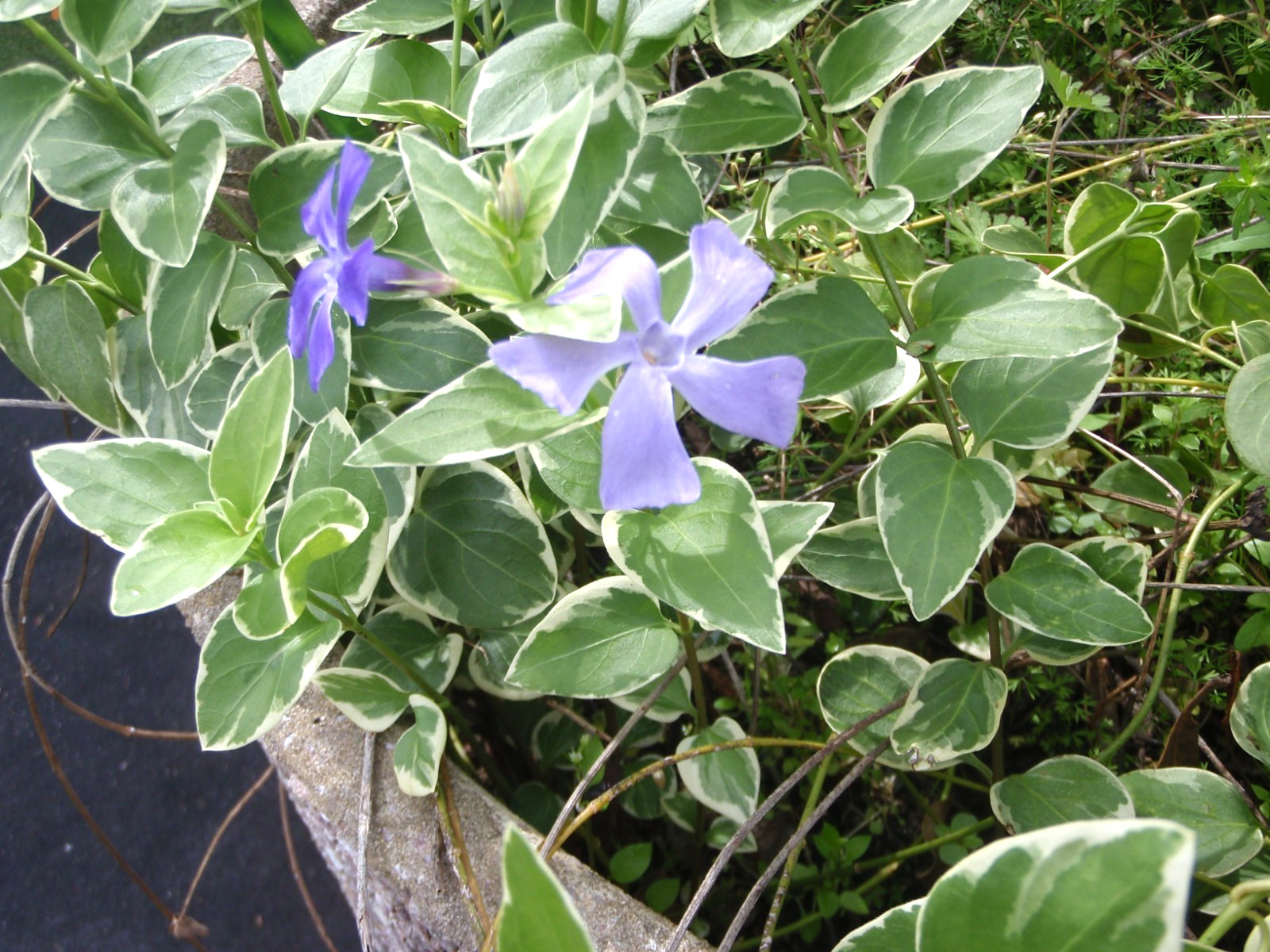 5 VARIEGATED VINCA PERIWINKLE TRAILING VINE STARTER PLANTS PURPLE BLOOMBARE ROOT