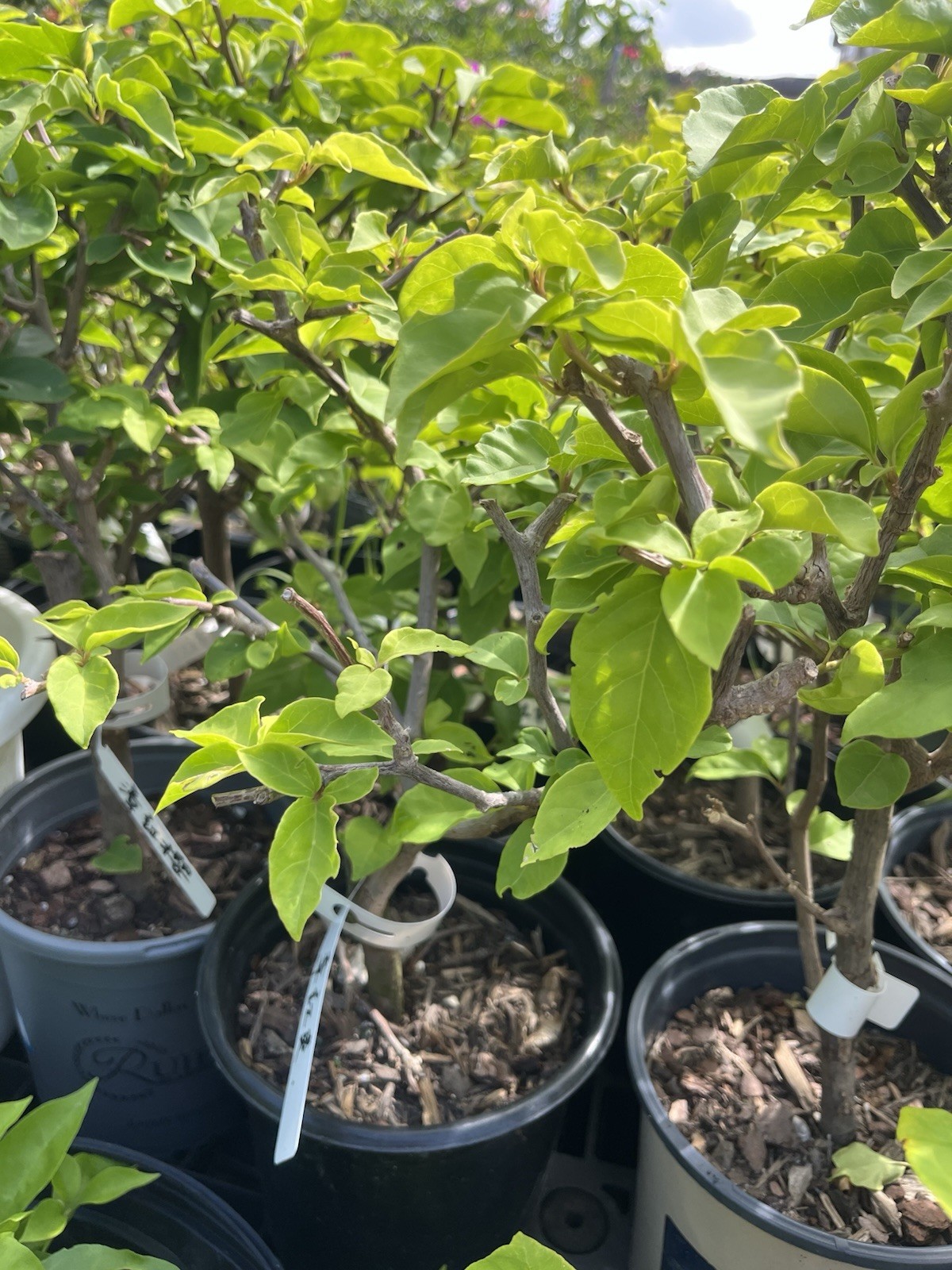 Rare Green Apple 青苹果三角梅Coconut Ice bougainvillea small Bonsai Bare Root