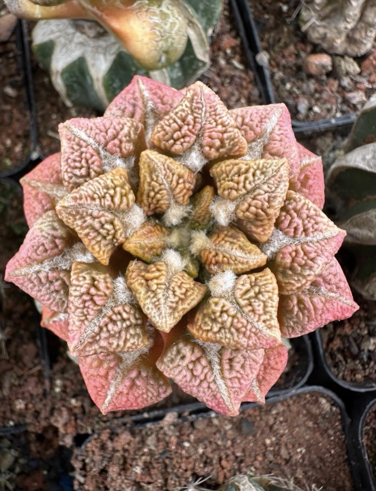 1pc 6.2cm Sale A. Fis Hybird “Godzilla” WYSIWYG FeatureGrafted Variegated