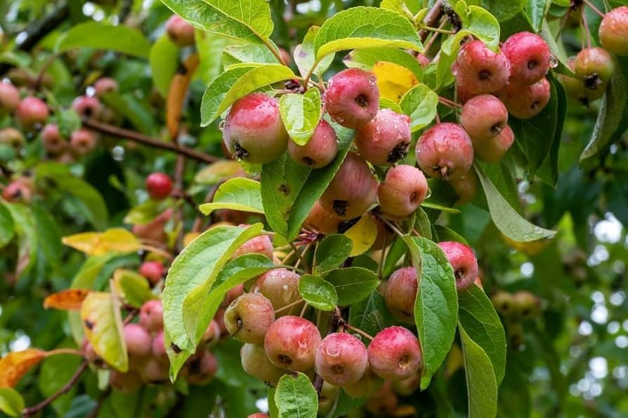 1 Zumi Crabapple, flowering fruit tree wildlife, .Zones 4-8. Pollinates other ap